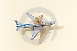 Pets cats shipping concept by airplane