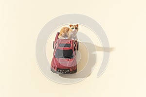 Pets cats shipping concept by car