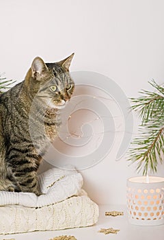 Pets, Christmas and cosiness concept - a tabby cat sitting on a warm sweater in a Christmas atmosphere