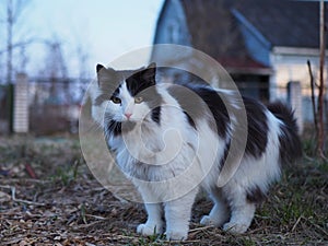 Pets. Close-up outdoor portrait of an adult black and white cat with yellow eyes
