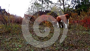 Pets cows eat herb by autumn on declivity of the mountain