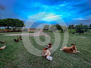 pets with different temperaments