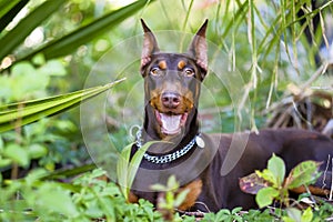 Pets dog breed doberman joyful in seeing his dome