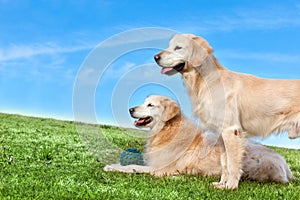 Pets and dogs.training and educating dogs
