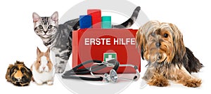 Pets with first aid kit