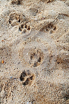 Pets footprint