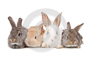 Pets. Four of the rabbit isolated on white background