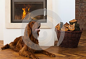 Pets in front of fireplace