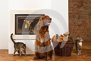 Pets in front of fireplace