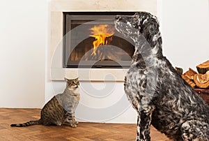 Pets in front of fireplace