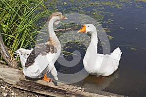 Pets geese