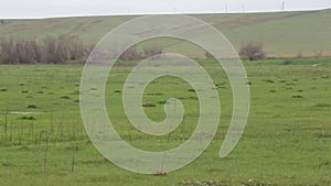 Pets graze in the spring field.