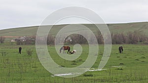 Pets graze in the spring field.