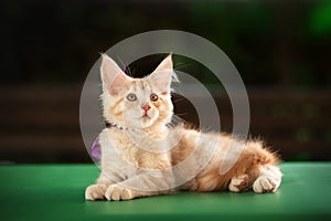 pets on a green background ginger Maine Coon kittens