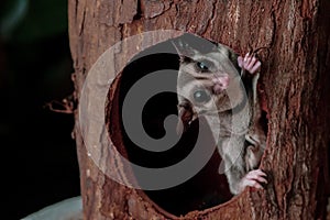 Pets hanging in the tree