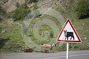 Pets herd of goats, cross the road under the sign, be careful pets