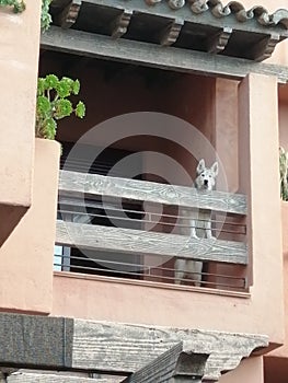 Pets-husky watching from the terrace