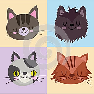 pets icons set cats feline mascot animal, faces on color design