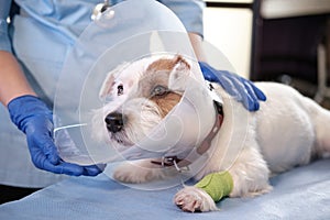 Pets jack russell dog in veterinary collar lies in clinic on table. health care Close up view