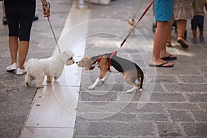 Pets on leashes for a walk with the owners