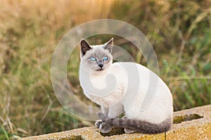 Pets and pedigree animals concept - Portrait of the siamese cat with blue eyes