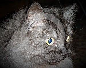 Pets - Persian cat close-up