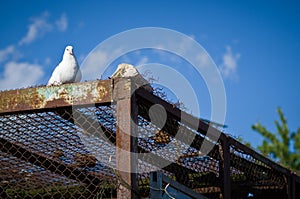 Pets doves.