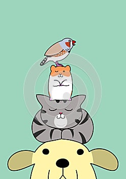 Pets pile on the head