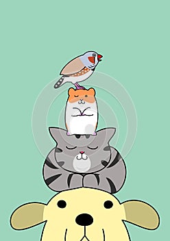 Pets pile on the head photo