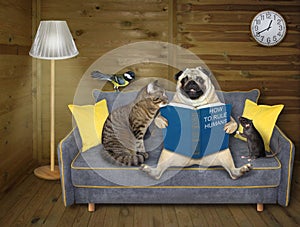 Pets read book on grey sofa 2