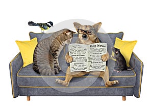 Pets read newspaper on grey sofa