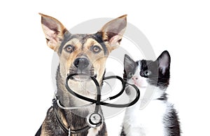 Pets and a stethoscope