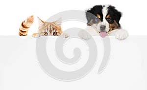 Pets store concept, puppy dog and pet cat together showing a placard display isolated on white background blank template and copy