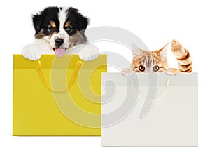 Pets store concept, puppy dog and pet cat together showing a shopper isolated on white background blank template and copy space