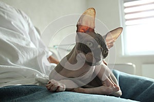 Pets. Unusual cats. How to care for sphynxes hairless cats. Gray Sphynx cat sitting on his hands and looking at the camera photo