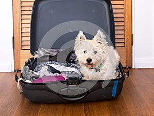 Pets on vacation: scruffy west highland terrier westie dog in pa