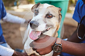 Pets, vet and doctors hands with a dog at a community charity center for homeless dogs and sick animals. Veterinary