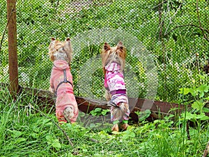 pets yorky dogs guard the territory in the garden