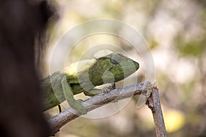 Petter`s Chameleon, Furcifer Petteri is relatively abundant in the coastal areas of northern Madagascar