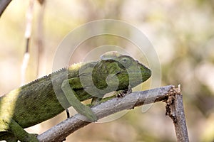 Petter`s Chameleon, Furcifer Petteri is relatively abundant in the coastal areas of northern Madagascar
