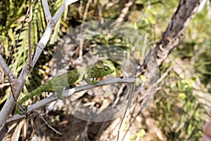 Petter`s Chameleon, Furcifer Petteri is relatively abundant in the coastal areas of northern Madagascar