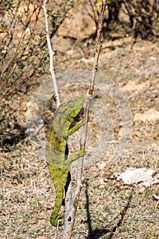 Petter`s Chameleon, Furcifer Petteri is relatively abundant in the coastal areas of northern Madagascar