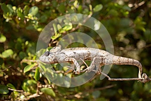 Petter`s Chameleon, Furcifer Petteri is relatively abundant in the coastal areas of northern Madagascar