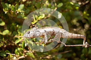 Petter`s Chameleon, Furcifer Petteri is relatively abundant in the coastal areas of northern Madagascar