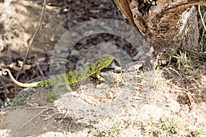 Petter`s Chameleon, Furcifer Petteri is relatively abundant in the coastal areas of northern Madagascar