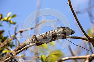 Petter`s Chameleon, Furcifer Petteri is relatively abundant in the coastal areas of northern Madagascar