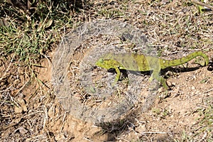 Petter`s Chameleon, Furcifer Petteri is relatively abundant in the coastal areas of northern Madagascar