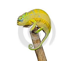 Petters Chameleon