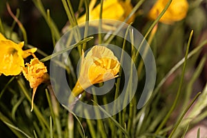 Petticoat daffodil, Narcissus bulbocodium conspicuous
