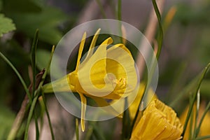 Petticoat daffodil, Narcissus bulbocodium conspicuous
